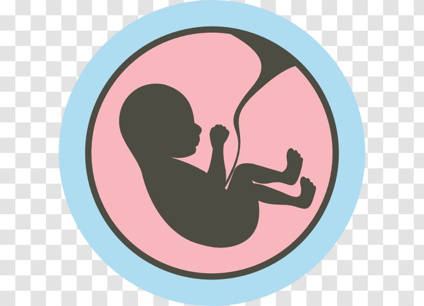 Studies Of The Fetus In Womb Uterus - Child Transparent PNG