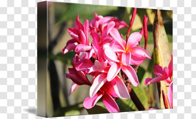 Petal Pink M Floristry RTV Flowering Plant - Tropical Transparent PNG