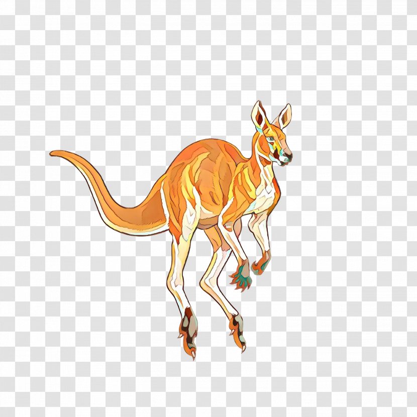 Stock Photography Red Kangaroo Macropods Illustration - Tail Transparent PNG
