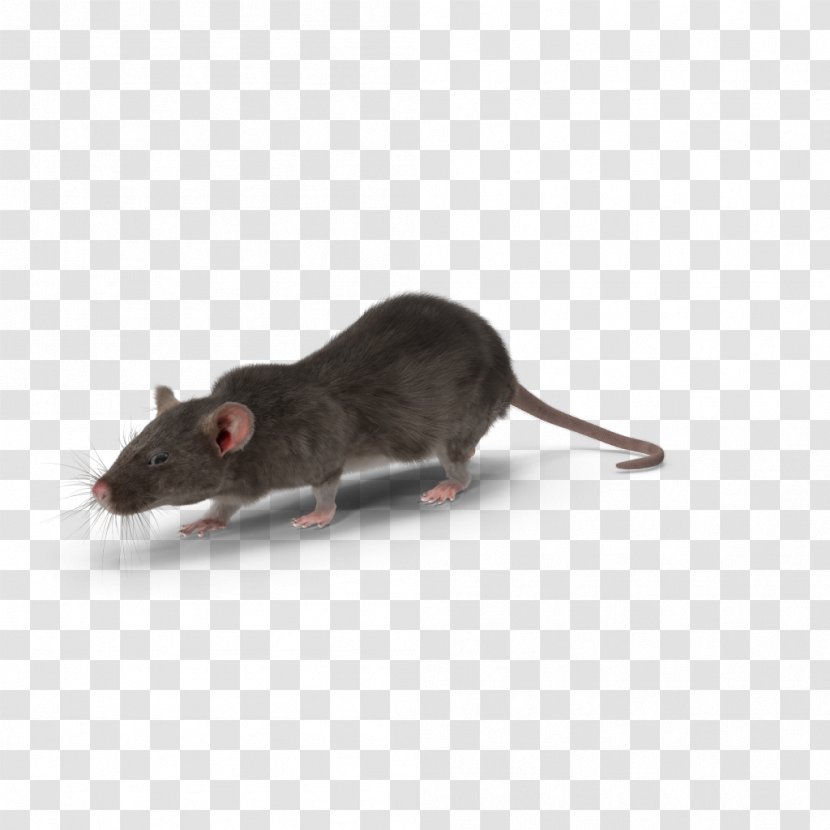 Mouse Gerbil Rodent Rat Pest Control - Fauna Transparent PNG