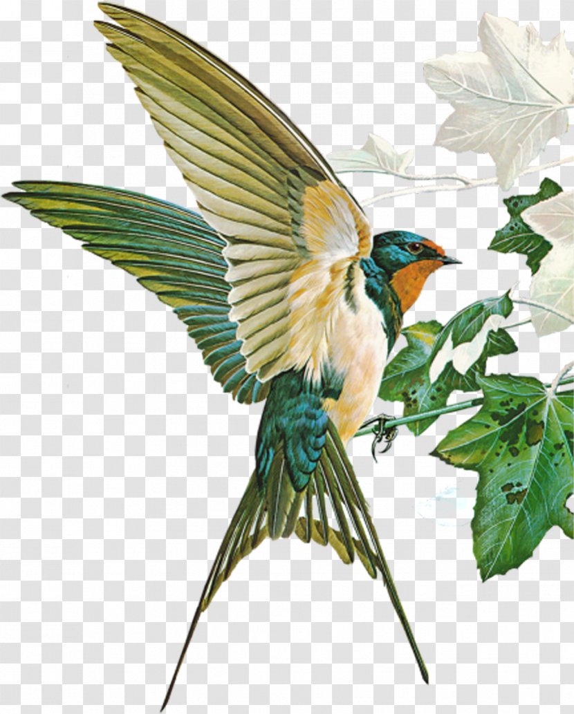 Birds Of Town And Village Barn Swallow Hirundininae Passerine - Bird Transparent PNG