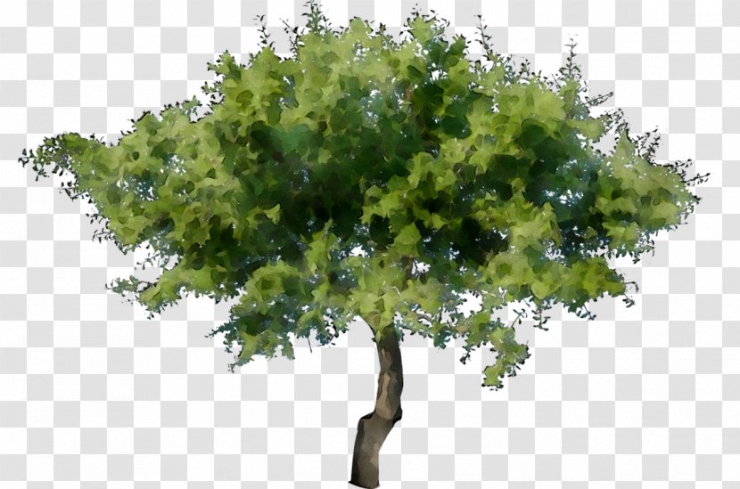 Stock Photography Stock.xchng Royalty-free Image Tree - Shrub - California Live Oak Transparent PNG