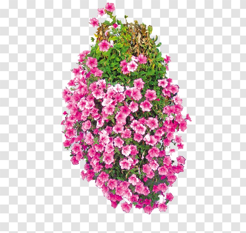 Garden Roses Carnation Cut Flowers Surfinia - Flower Transparent PNG