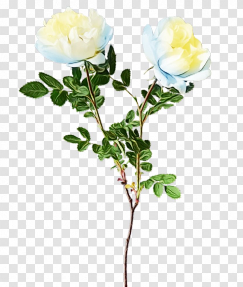 Rose - Rosa Wichuraiana - Branch Cut Flowers Transparent PNG