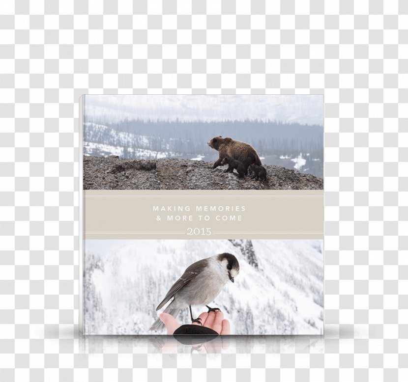 Brown Bear Fauna Oak Big Box Art Plakat Naukowy - PhotoBook Transparent PNG
