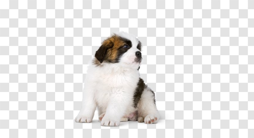 Dog Breed Moscow Watchdog St. Bernard Shih Tzu Puppy - Like Mammal Transparent PNG