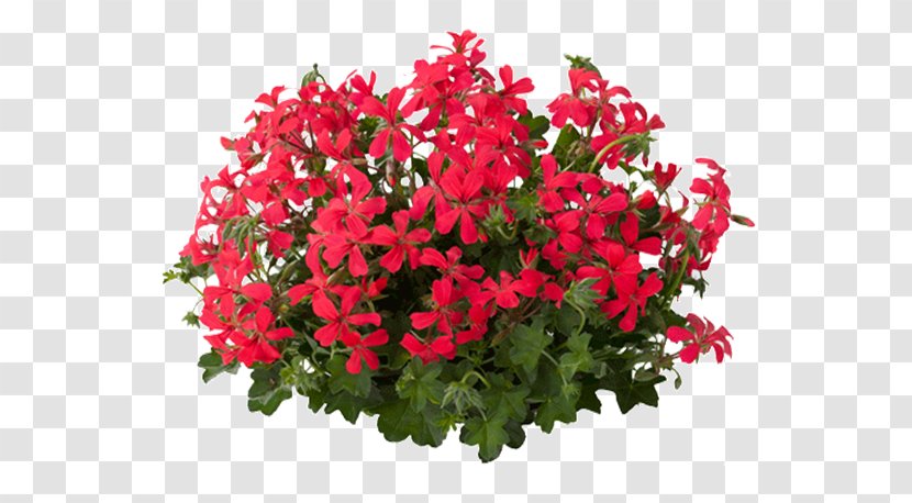 Cut Flowers Bruidsboeket Nosegay Floral Design - Flowering Plant - Flower Transparent PNG