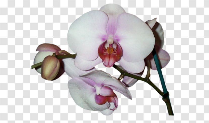 Phalaenopsis Equestris Cut Flowers Orchids Petal Asia 2000 Orchidee Blanche - Moth Transparent PNG