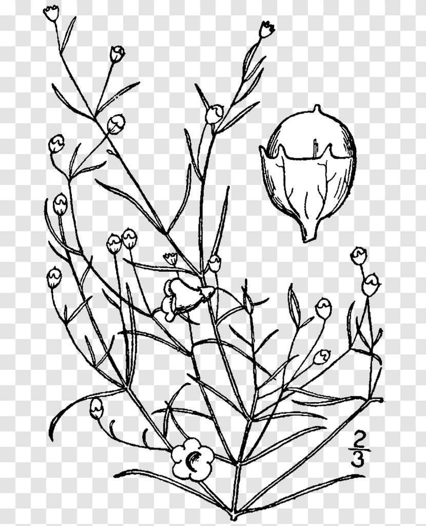 Agalinis Gattingeri Line Art Plant Drawing - Frame - Doodle Transparent PNG