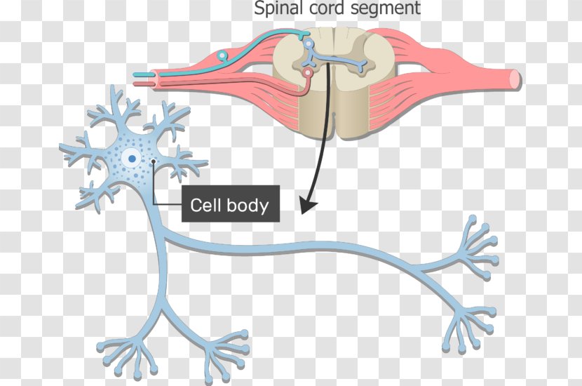Neuron Soma Nervous System Axon Dendrite - Tree - Germ Cell Body Transparent PNG
