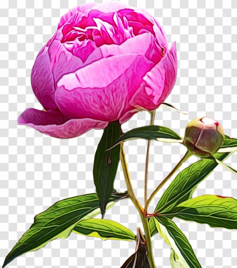 Flower Flowering Plant Pink Petal - Peony - Chinese Transparent PNG