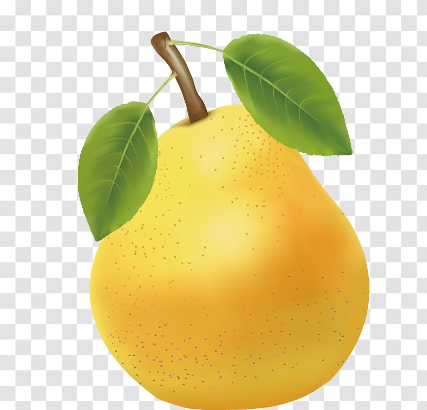 Asian Pear Citrus Junos - Fruit - A In FIG. Transparent PNG