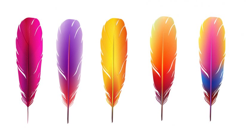 Feather Color Wallpaper - Petal Transparent PNG