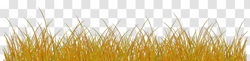 Yellow Grass Family Plant Transparent PNG