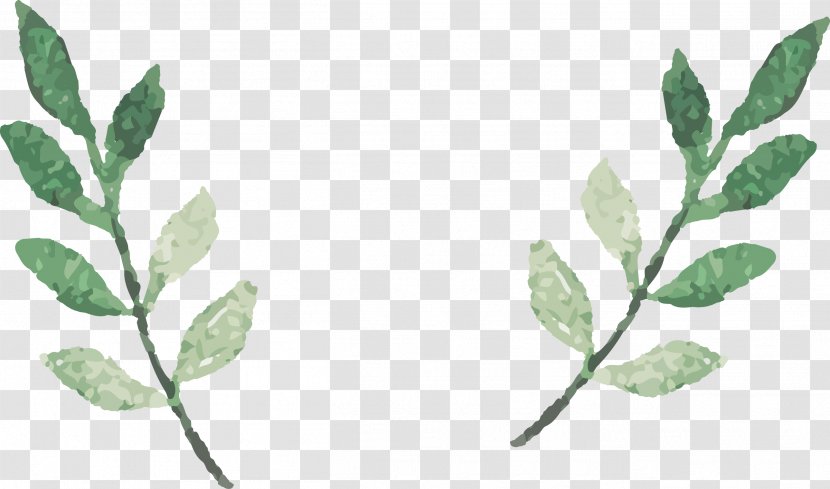 Watercolor Leaves Vector - Flora - Twig Transparent PNG