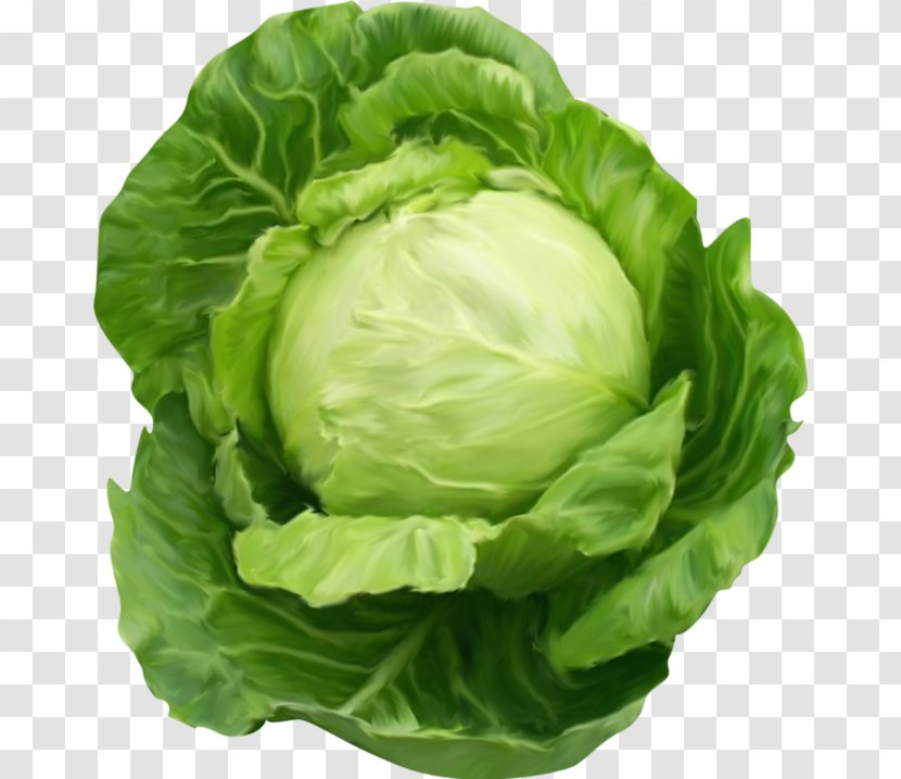 Cabbage Vegetable Clip Art - Lettuce Transparent PNG