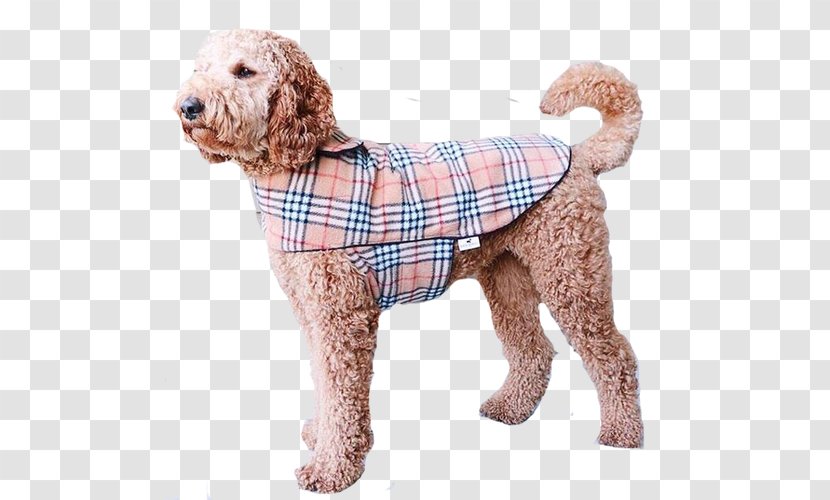 Standard Poodle Miniature Goldendoodle Cockapoo Spanish Water Dog - Breed - Trench Coat Transparent PNG