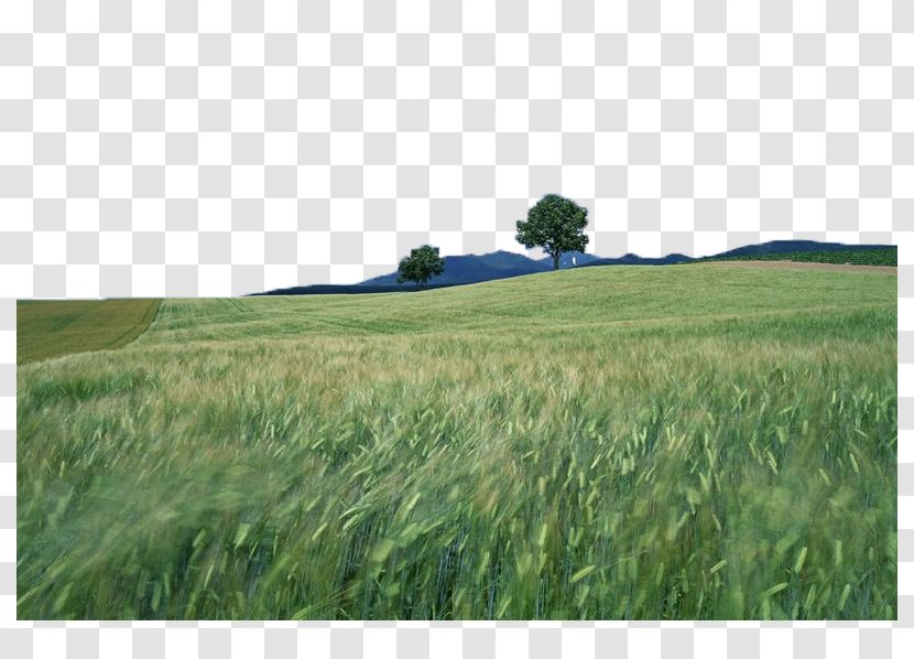 Natural Landscape Nature Photography Wallpaper - Crop - Wind Shakes The Barley Transparent PNG
