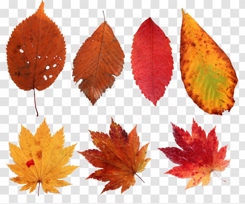 Leaf Clip Art - Autumn - Decorative Elements Transparent PNG