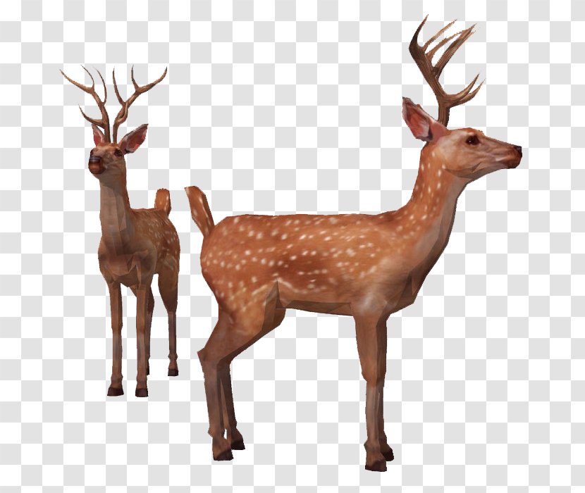 Reindeer Red Deer Elk Sika - Antler Transparent PNG