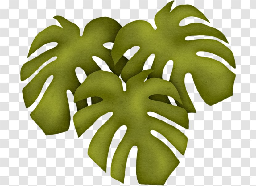 Tree Leaf Fruit - Plant Transparent PNG