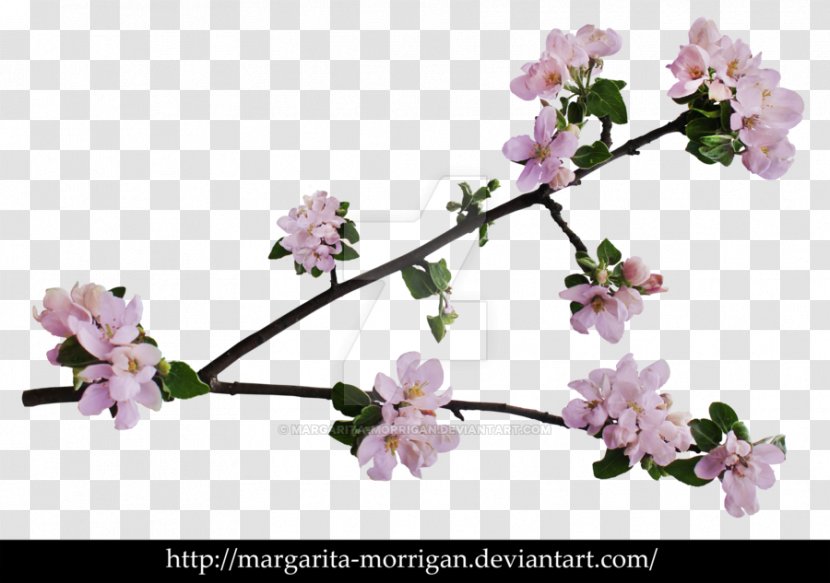 Branch Of Apple Blossoms Cherry Blossom Flower - BLOSSOM Transparent PNG