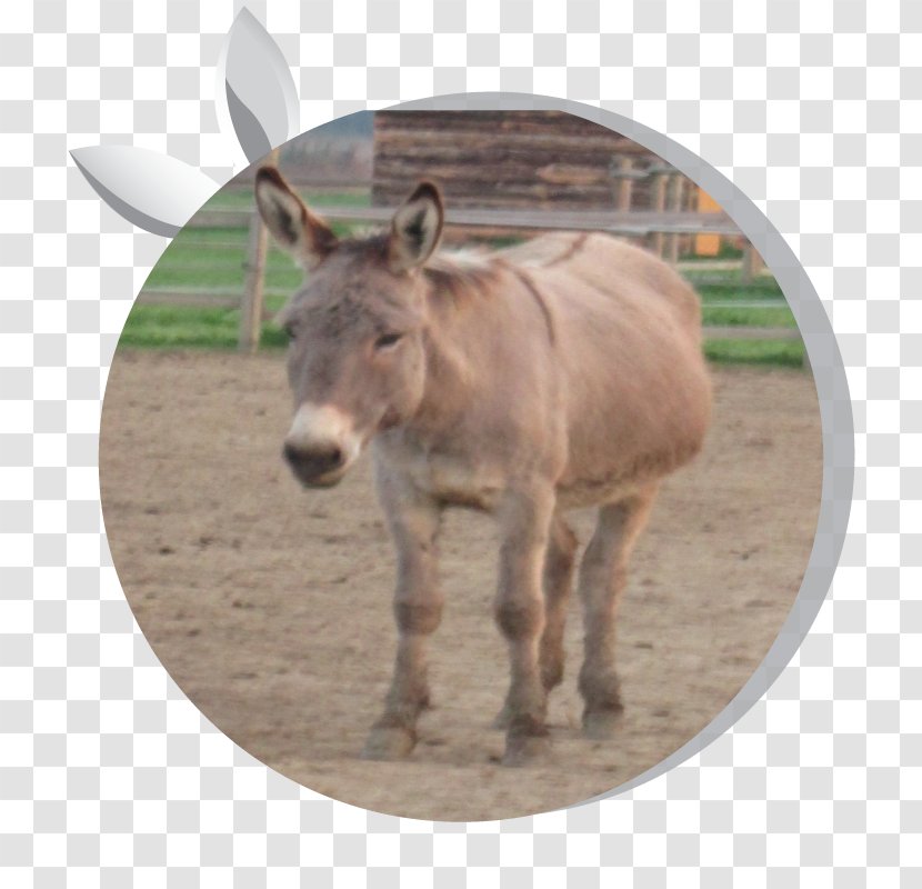 Donkey Milk Horse Asintrekking ASD Equestrian - Like Mammal Transparent PNG