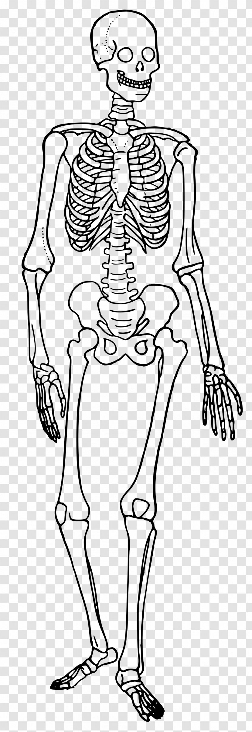 The Skeletal System Human Skeleton Body Diagram Bone - Heart Transparent PNG