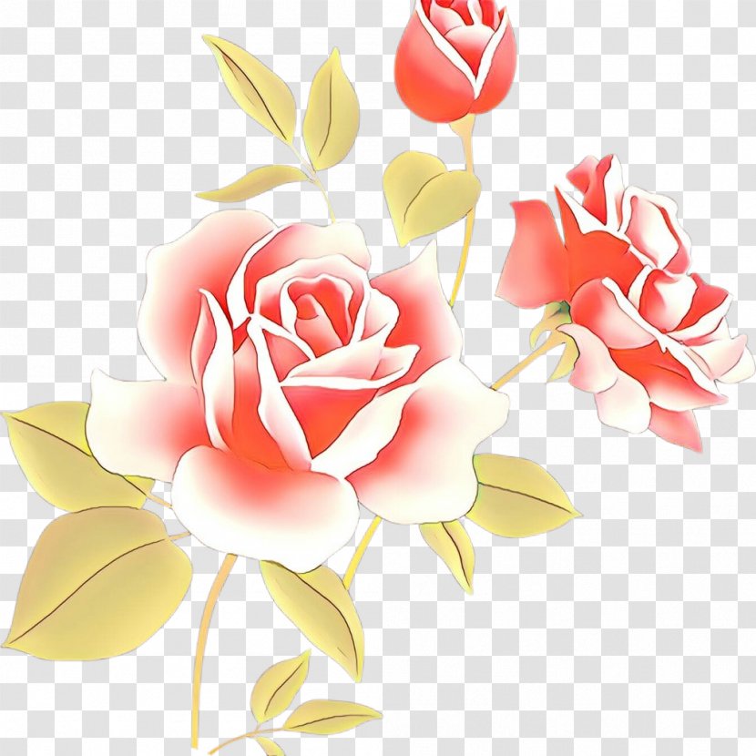 Garden Roses - Cut Flowers - Rose Family Transparent PNG
