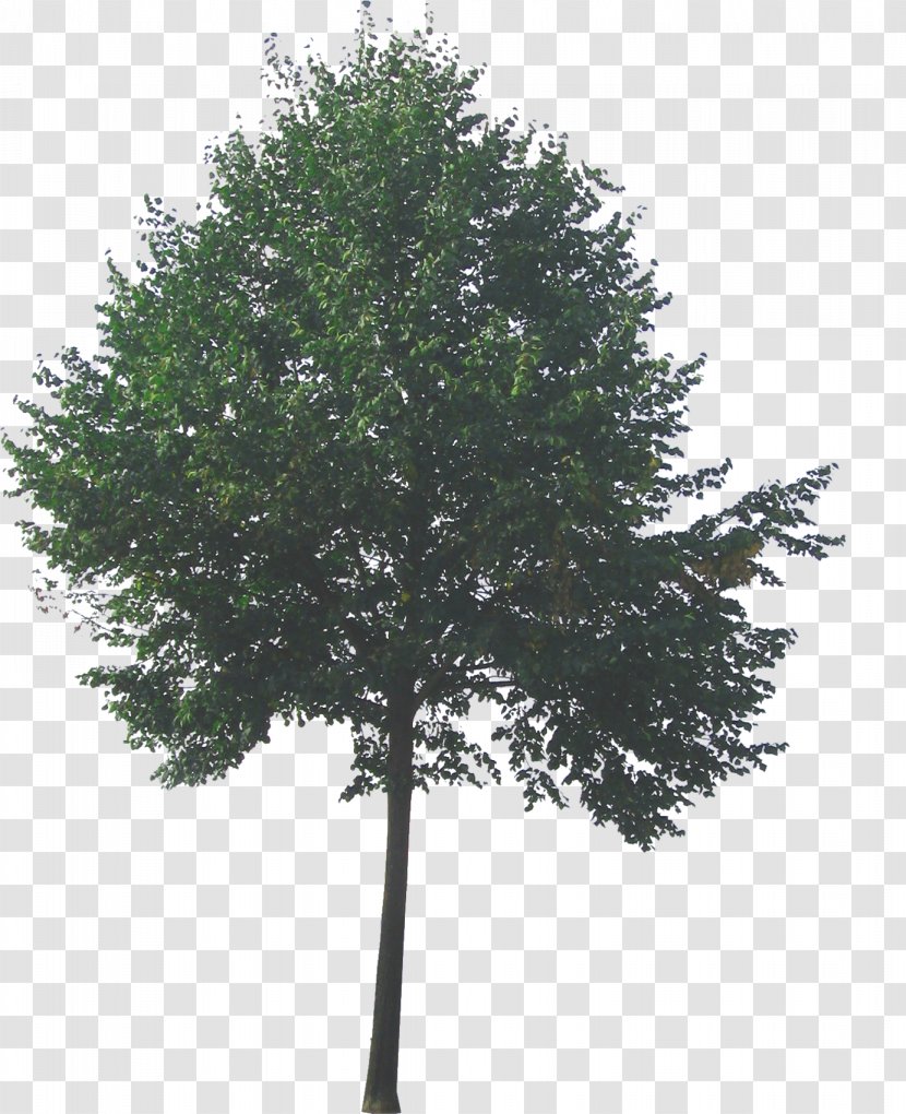 Tree Information - Arbol Transparent PNG