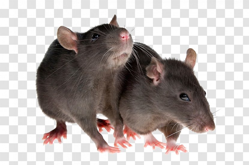 Rodent Mouse Brown Rat Black Pest Control Transparent PNG