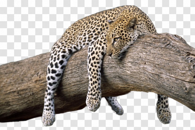 High-definition Video Animal Display Resolution 1080p Wallpaper - Cat Like Mammal - Lazy Cheetah Transparent PNG