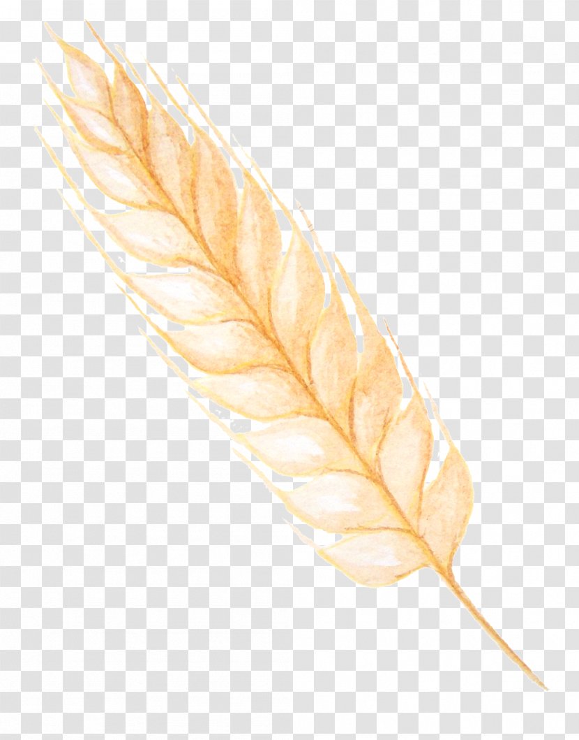 Leaf Quill - Yellow - Wheat Grain Transparent PNG
