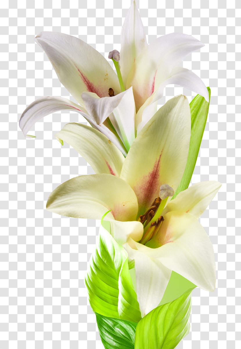 Greeting & Note Cards White Flower Refrigerator Condolences Transparent PNG