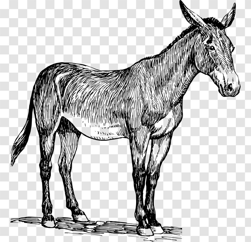 Mule Donkey Clip Art - Livestock Transparent PNG