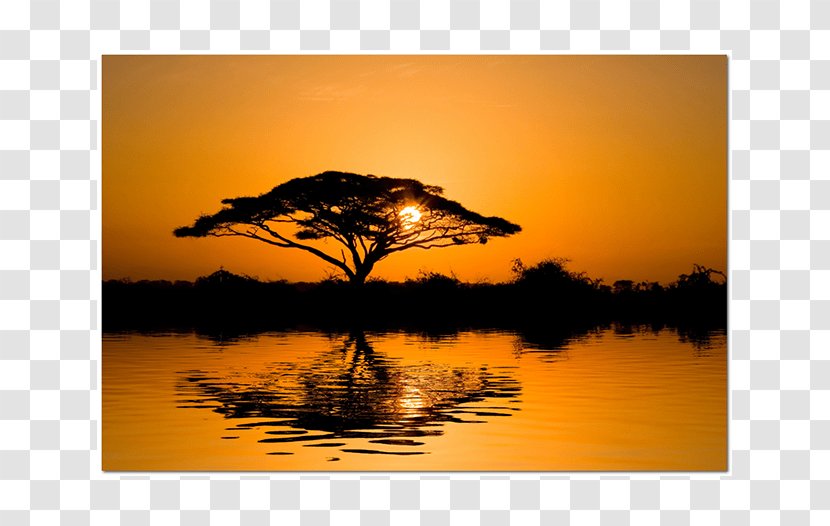 Wattles Tree Africa Sunset Wall Decal - Calm Transparent PNG