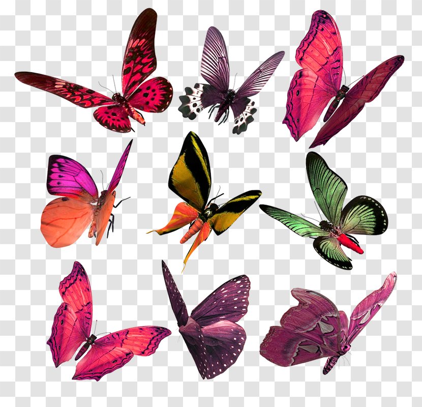Butterfly Pollinator Moth - Butterflies And Moths Transparent PNG