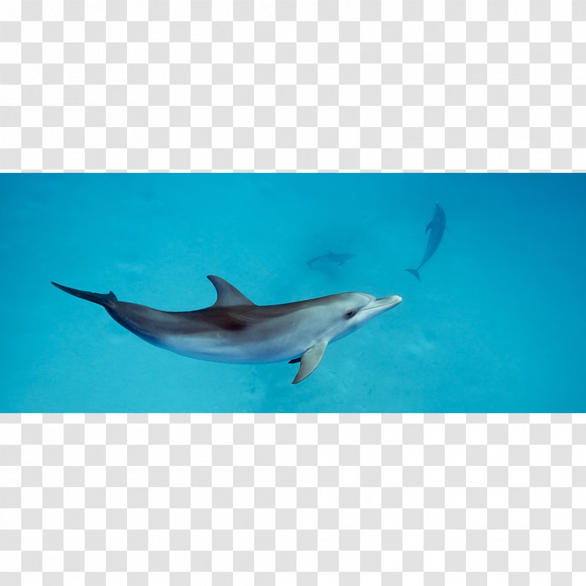 Spinner Dolphin Common Bottlenose Short-beaked Wholphin Rough-toothed - Mammal - Exaggerated Movements Transparent PNG