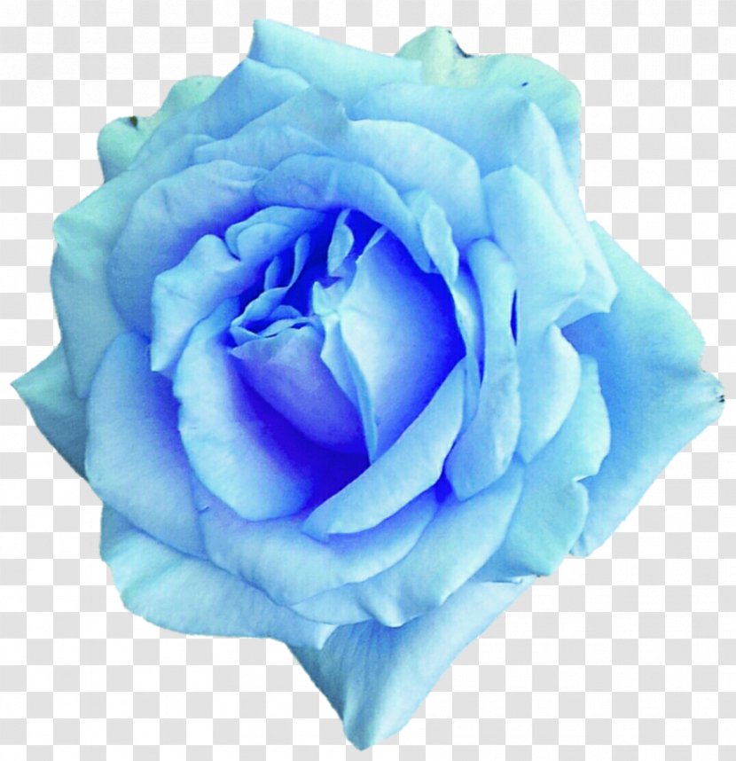 Centifolia Roses Blue Rose Flower Garden - Petal - Watercolor Sky Transparent PNG