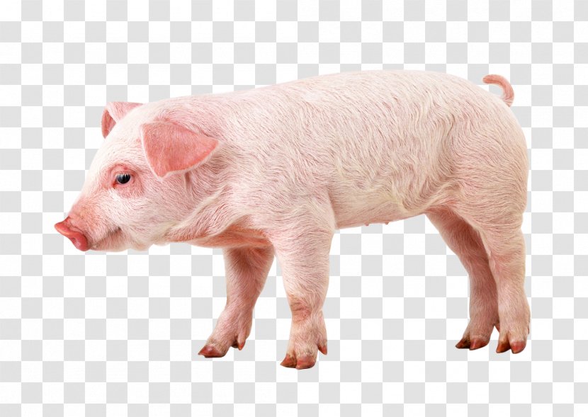 Berkshire Pig Wallpaper - Computer - Pink Transparent PNG
