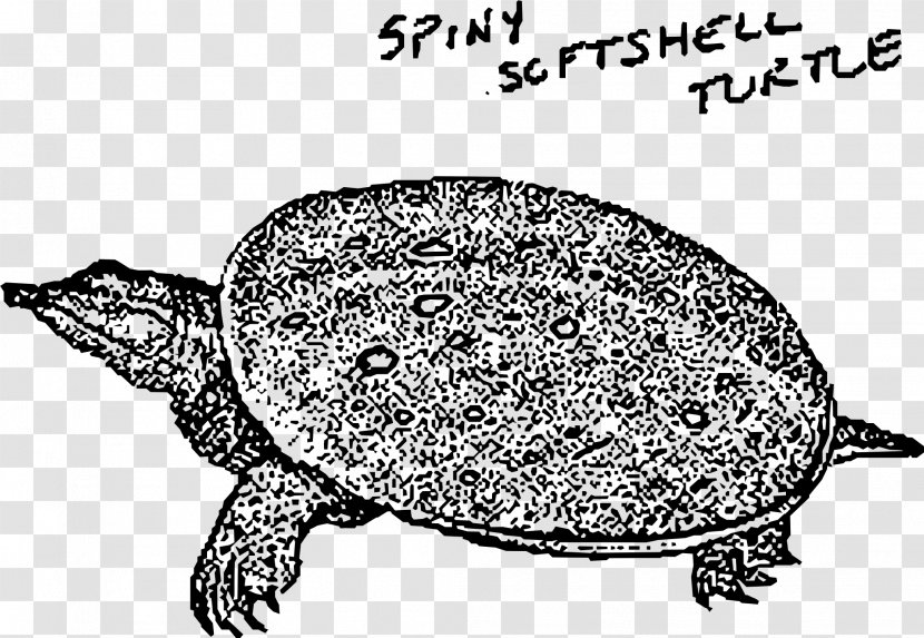 Sea Turtle Reptile Tortoise Clip Art - Fish Transparent PNG