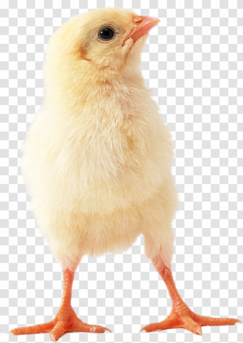 Chicken Meat Hen Transparent PNG