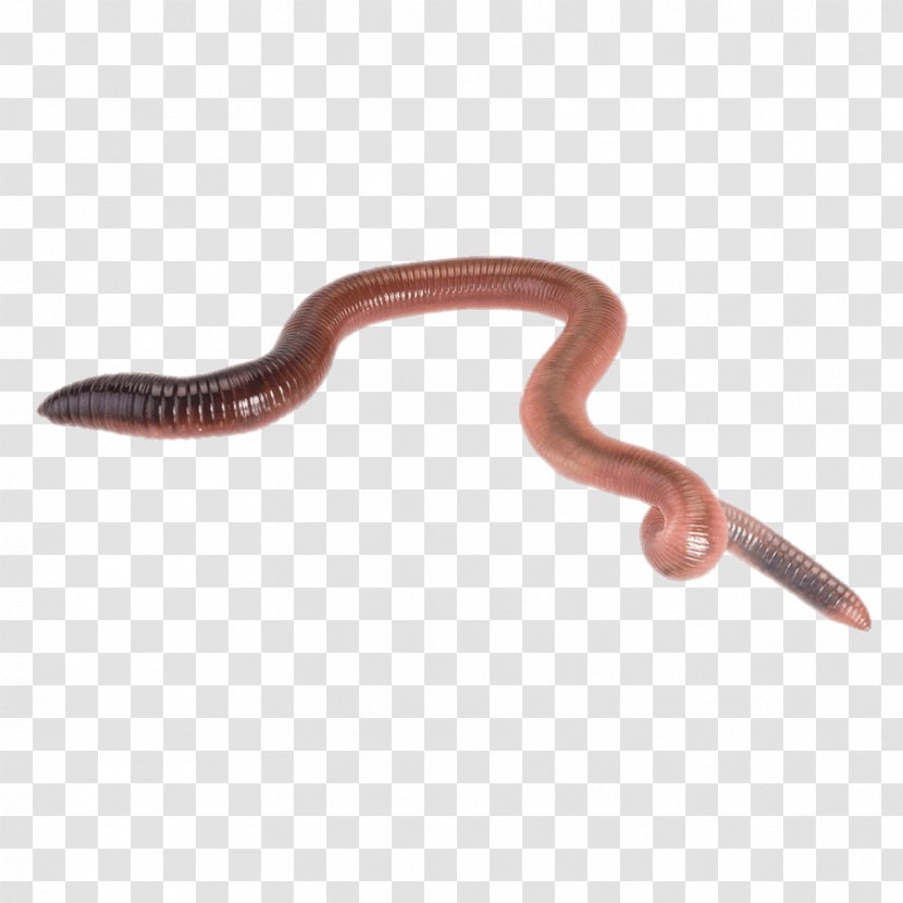 Earthworm Biology - Sticker - Worms Transparent PNG
