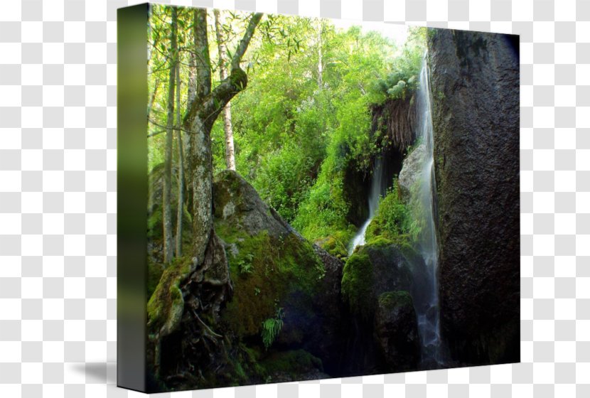 Nature Reserve Rainforest Biome Water Resources Waterfall - Moss - Forest Transparent PNG