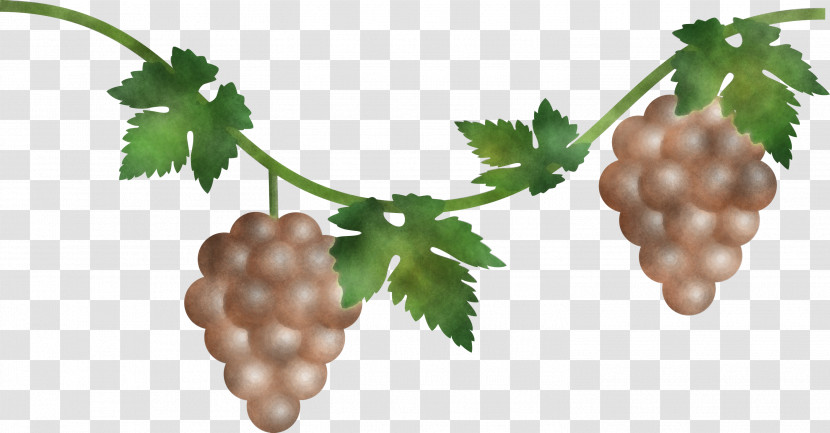 Grape Grapes Fruit Transparent PNG