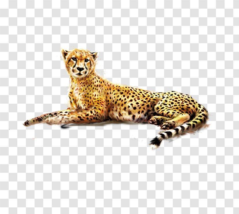 Cheetah Felinae African Leopard - Acinonyx Transparent PNG