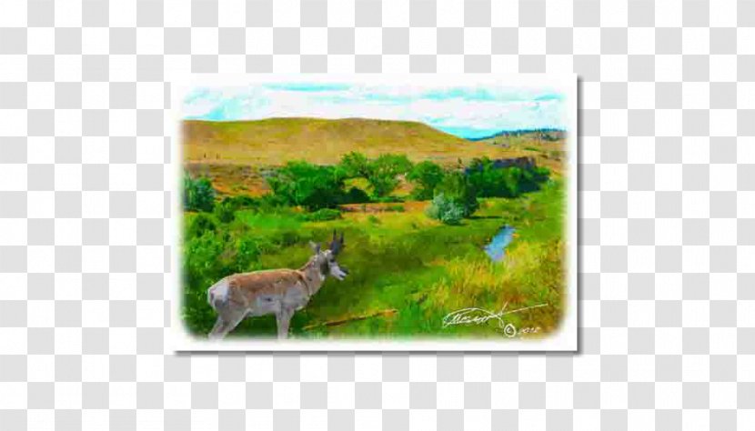 Deer Fauna Ecosystem Flora Ecoregion - Landscape - Watercolors Transparent PNG
