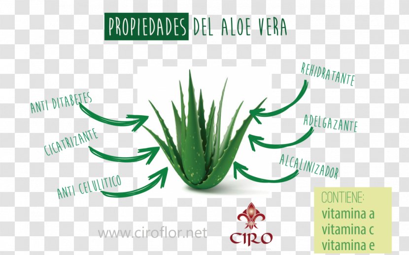 Aloe Vera Periorbital Puffiness Skin Aloes Dark Circles - Eye Transparent PNG