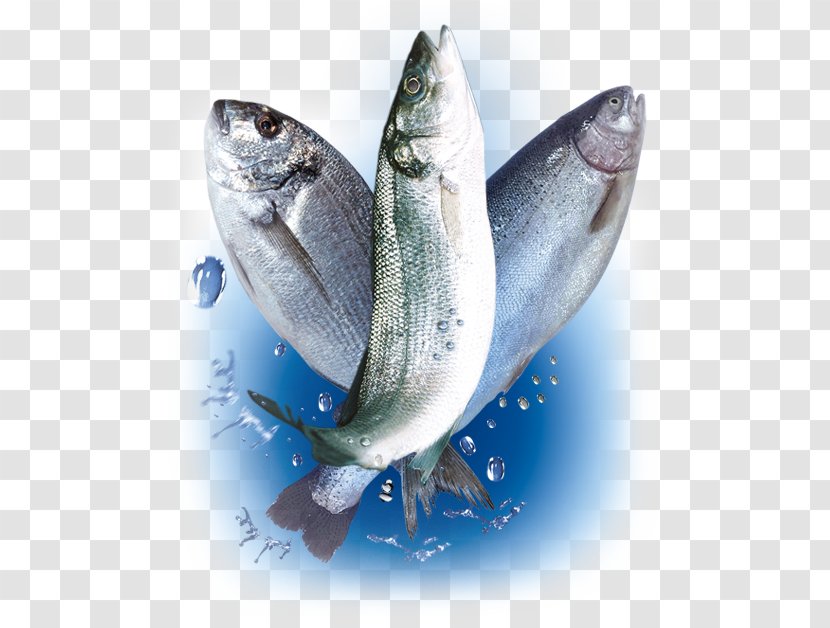 Sardine Fish Products Oily Aquaculture Fishery - Salmon - Ali Sami Yen Transparent PNG