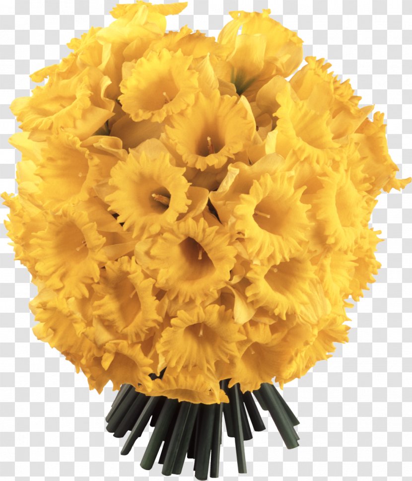 Flower Daffodil Desktop Wallpaper - Narcissus Transparent PNG